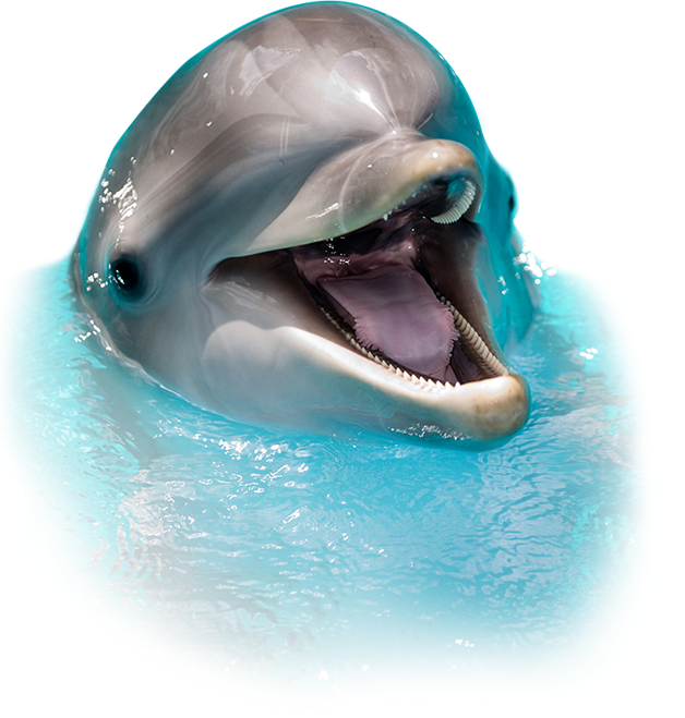 hero dolphin2